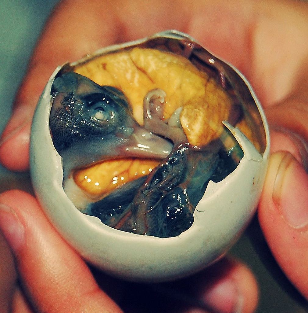 Balut - Developing Duck Embryo - Image Courtesy of Shankar S.